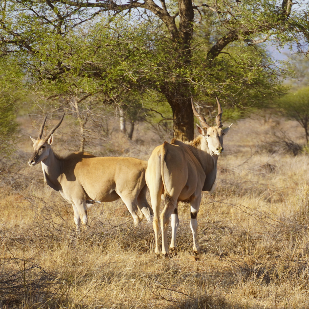 Gallery Eland