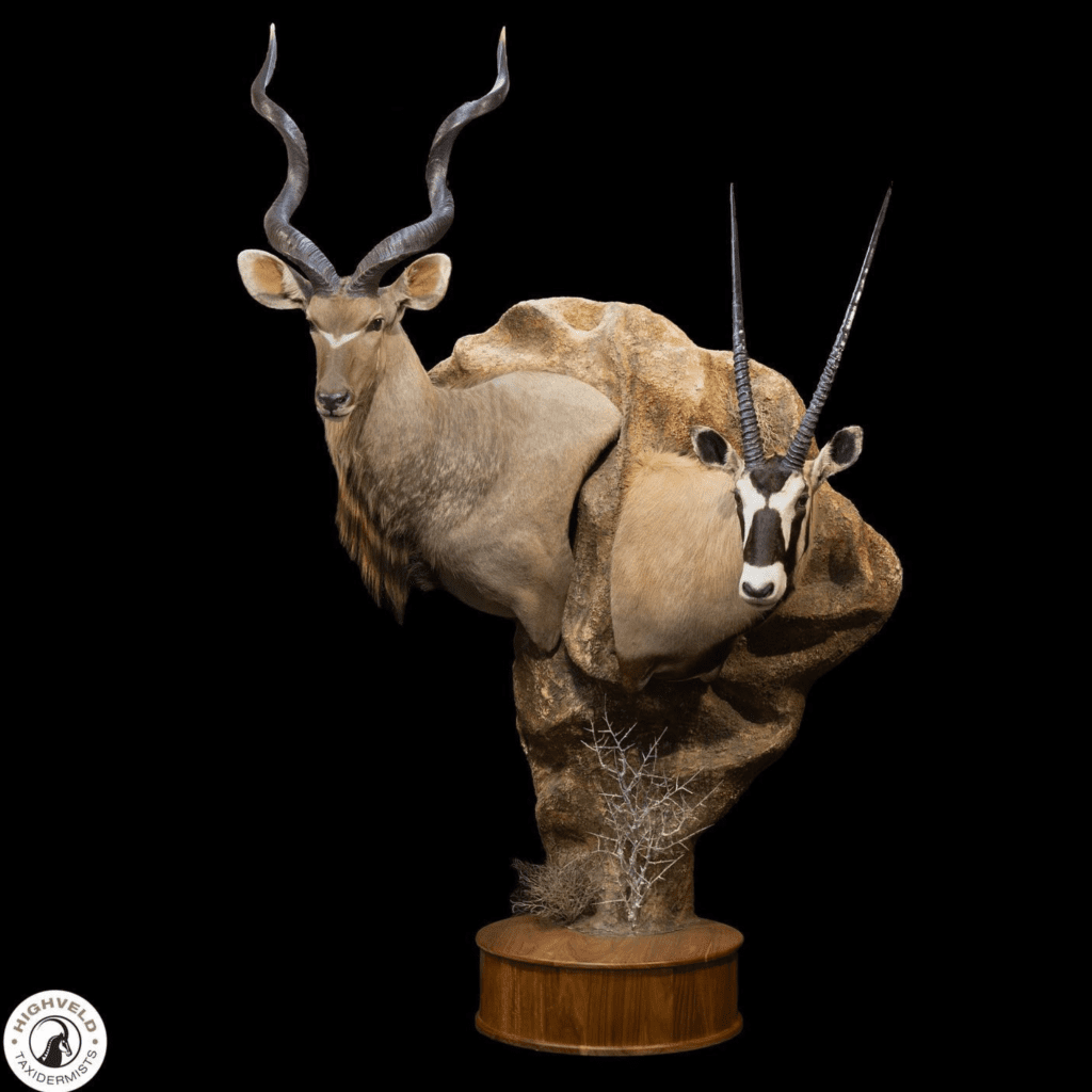 Kudu gemsbok taxidermy
