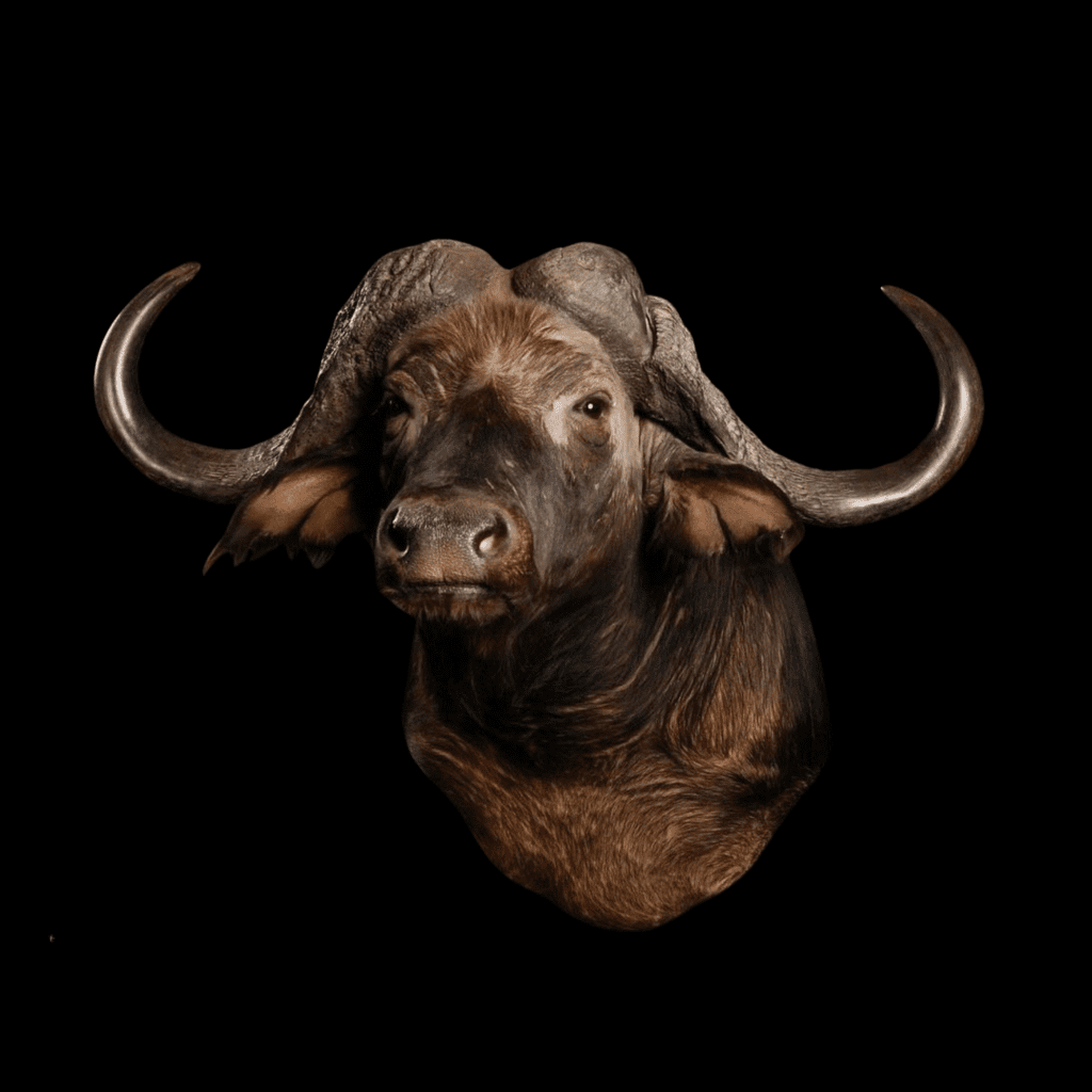 Buffal head mount taxidermy