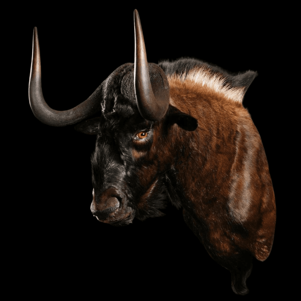 Wildebeest taxidermy