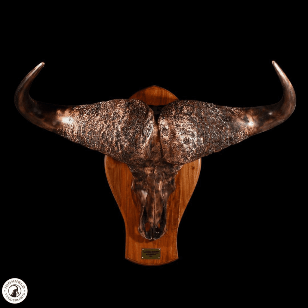 Buffalo head copper taxidermy