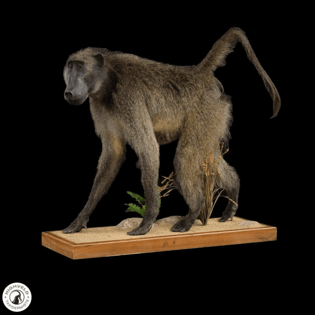 taxidermy baboon