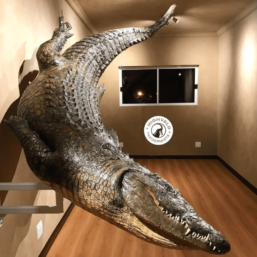 taxidermy crocodile