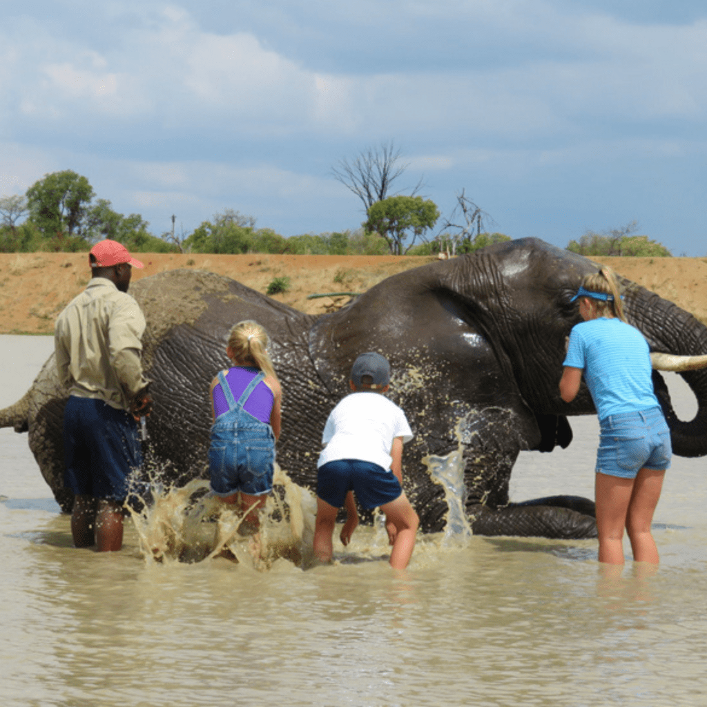 Adventures with elephants activities after hunting